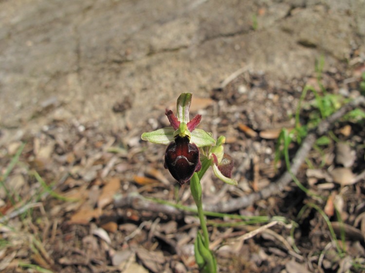 Ophrys exaltata